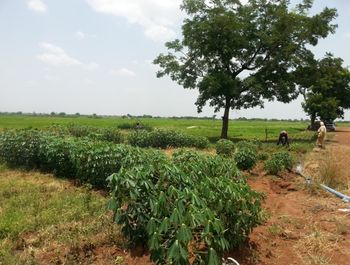 A green, irrigated field in Ghana.