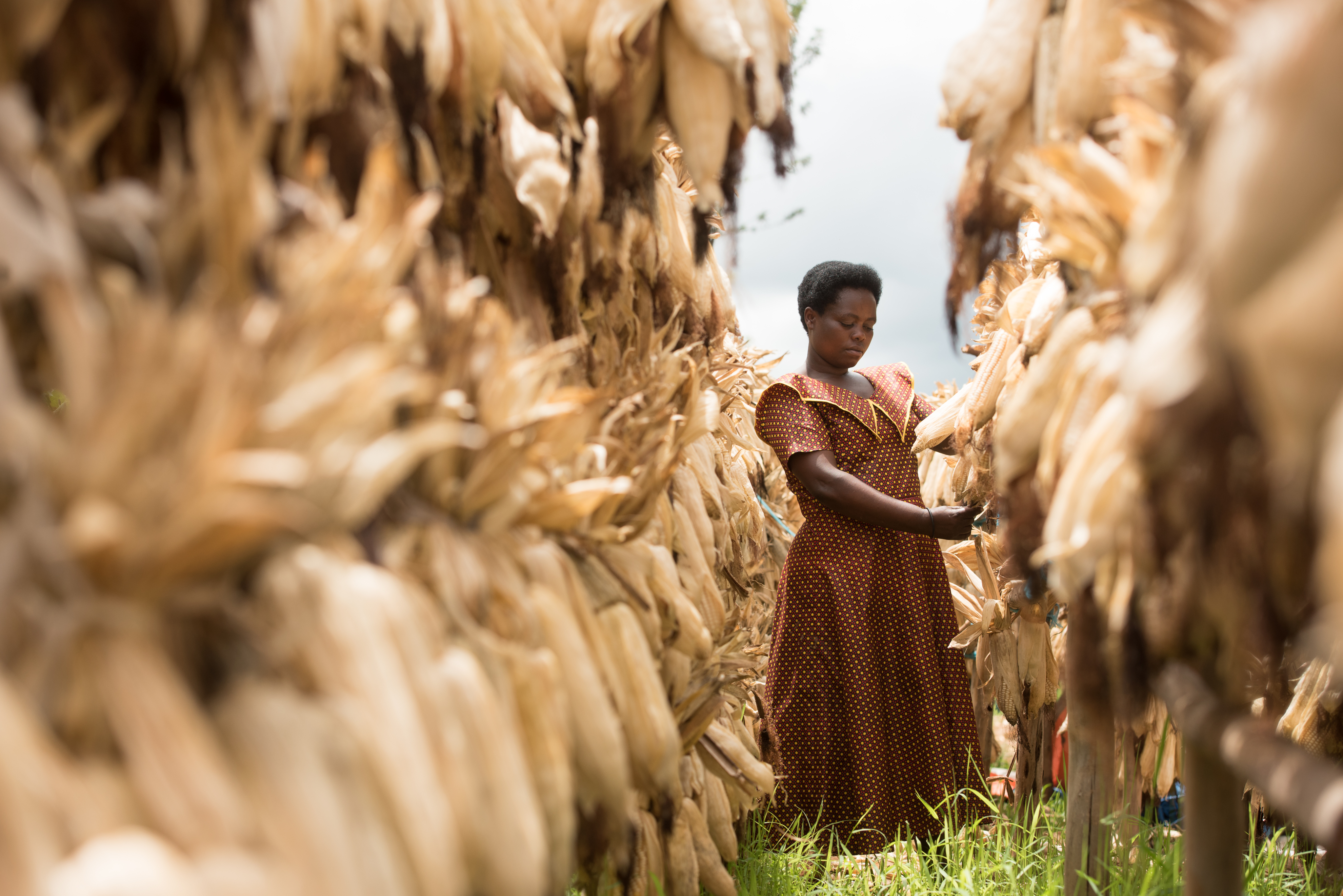 Nikuze Athanasie is a maize farmer who was one of the beneficiaries of the project. After receiving training and access to a loan, Nikuze was able to increase her yield and make a profit, with which she was able to build a house with electricity running to it.